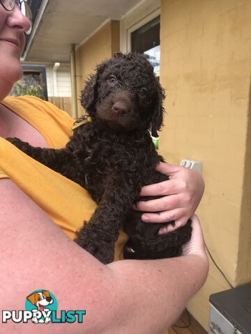 Murray River / Curly Coated Retriever X Poodle Puppies.