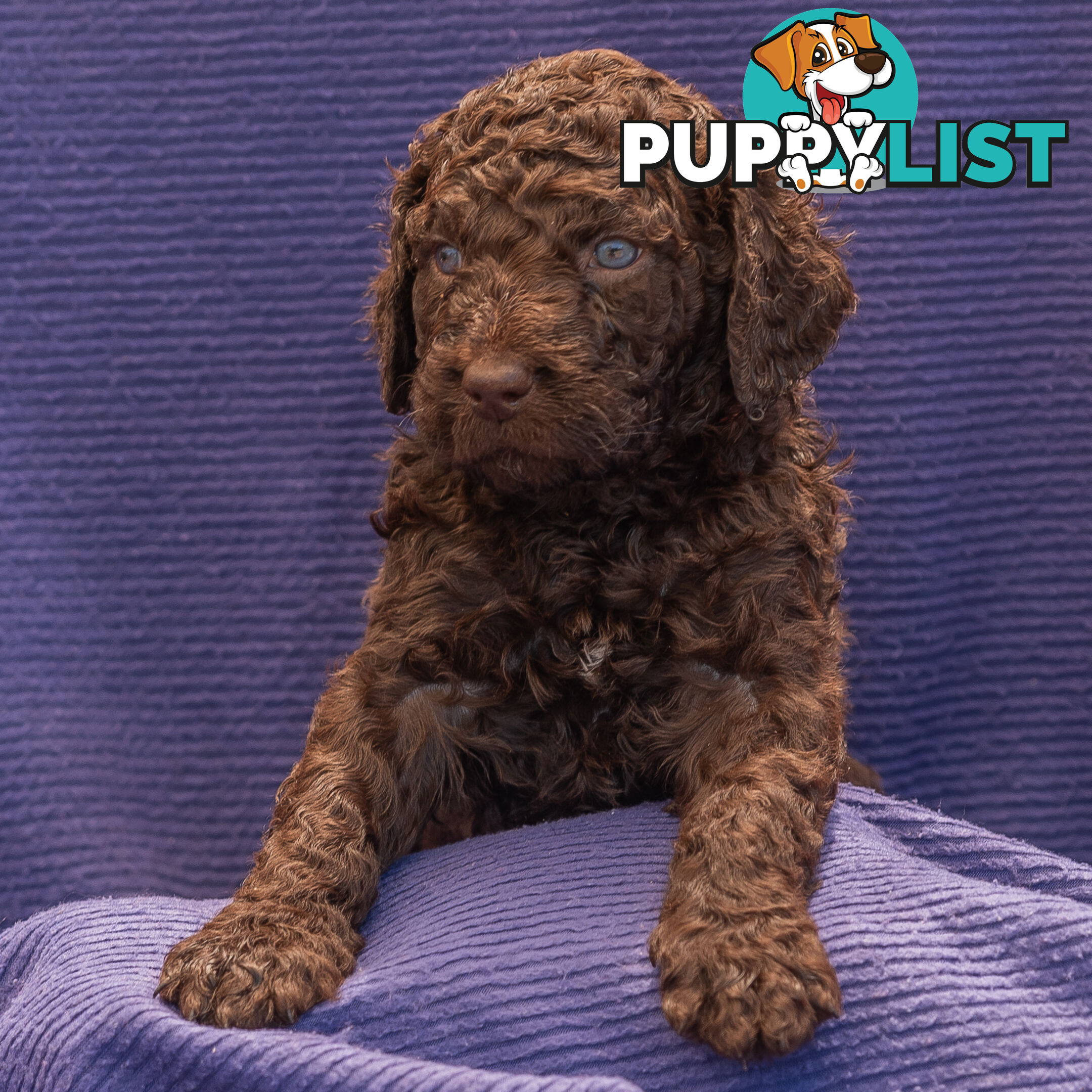 Murray River / Curly Coated Retriever X Poodle Puppies.