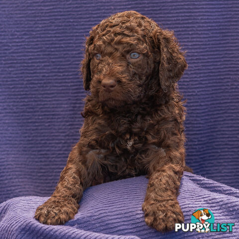 Murray River / Curly Coated Retriever X Poodle Puppies.