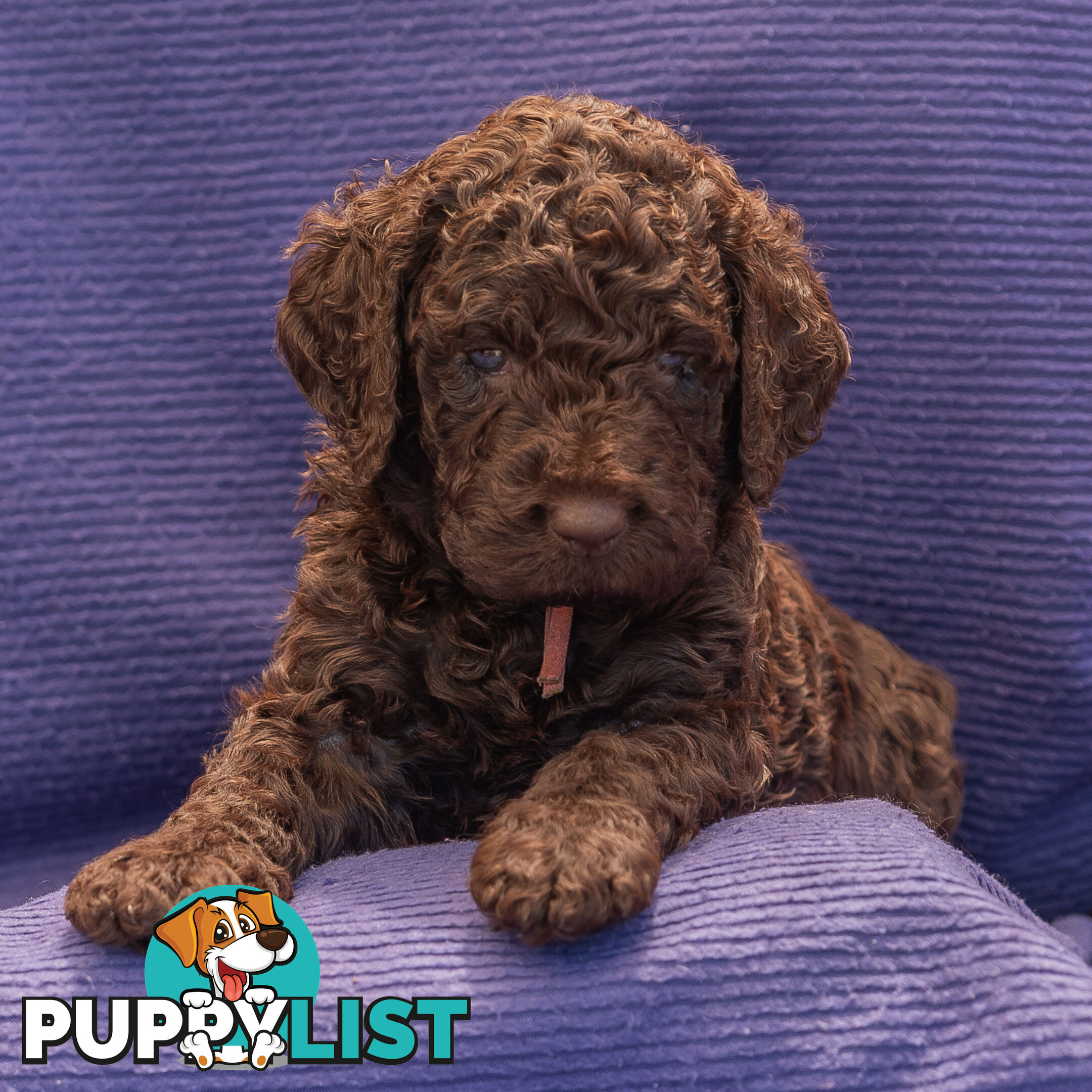 Murray River / Curly Coated Retriever X Poodle Puppies.