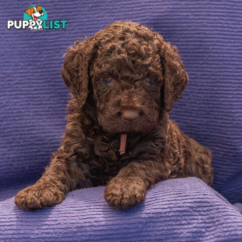 Murray River / Curly Coated Retriever X Poodle Puppies.