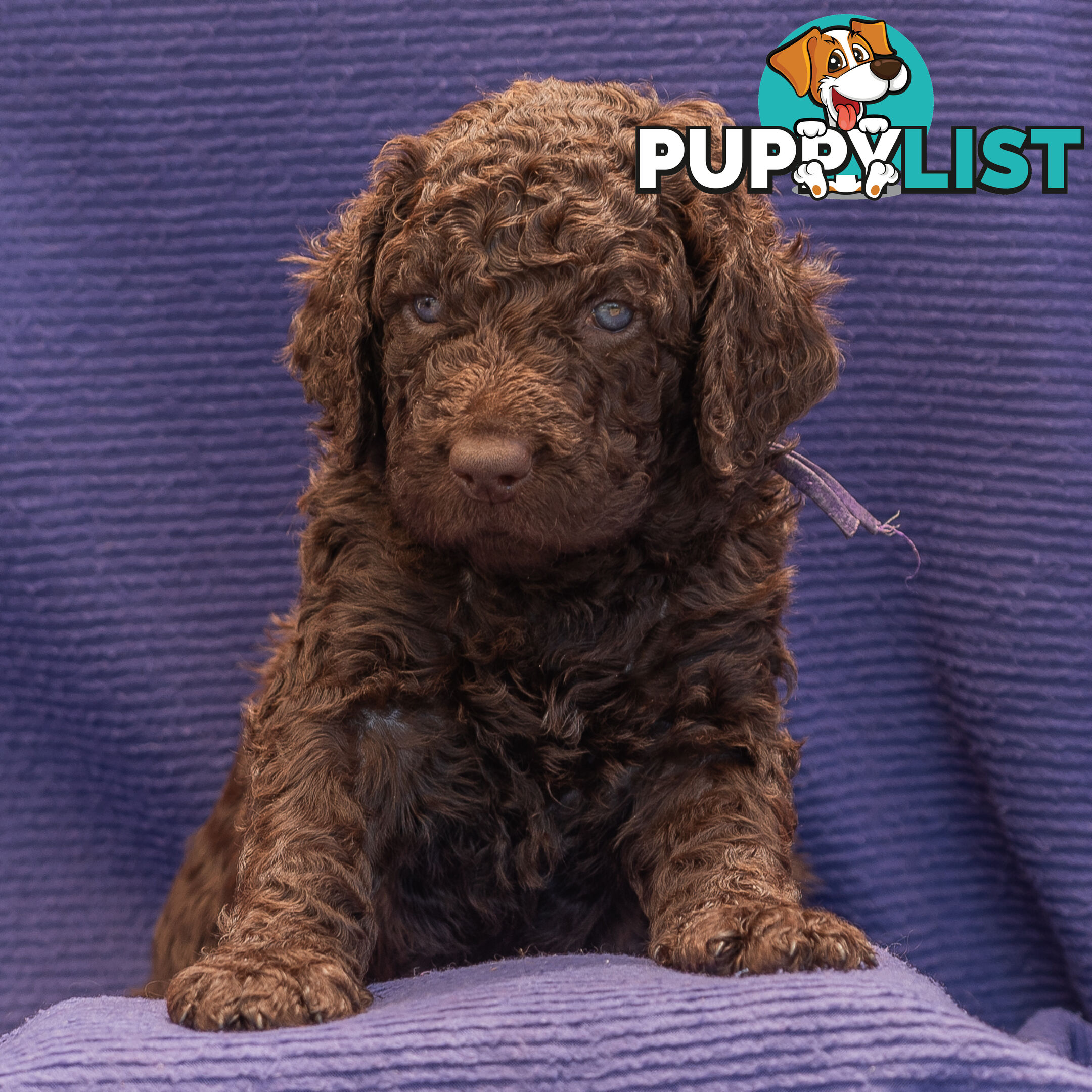 Murray River / Curly Coated Retriever X Poodle Puppies.