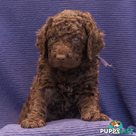 Murray River / Curly Coated Retriever X Poodle Puppies.