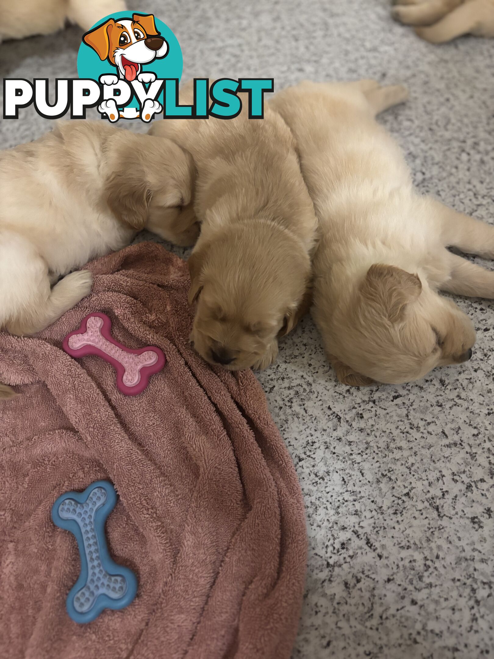 Golden retriever x Labrador puppies for sale