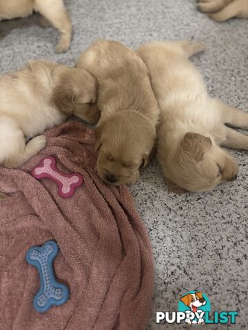 Golden retriever x Labrador puppies for sale