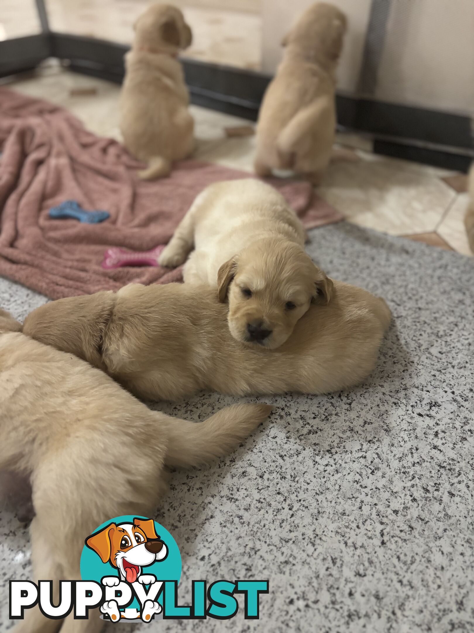 Golden retriever x Labrador puppies for sale