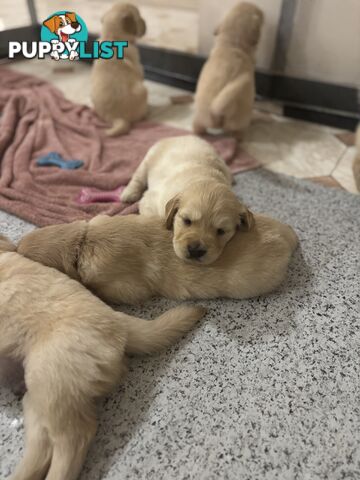Golden retriever x Labrador puppies for sale