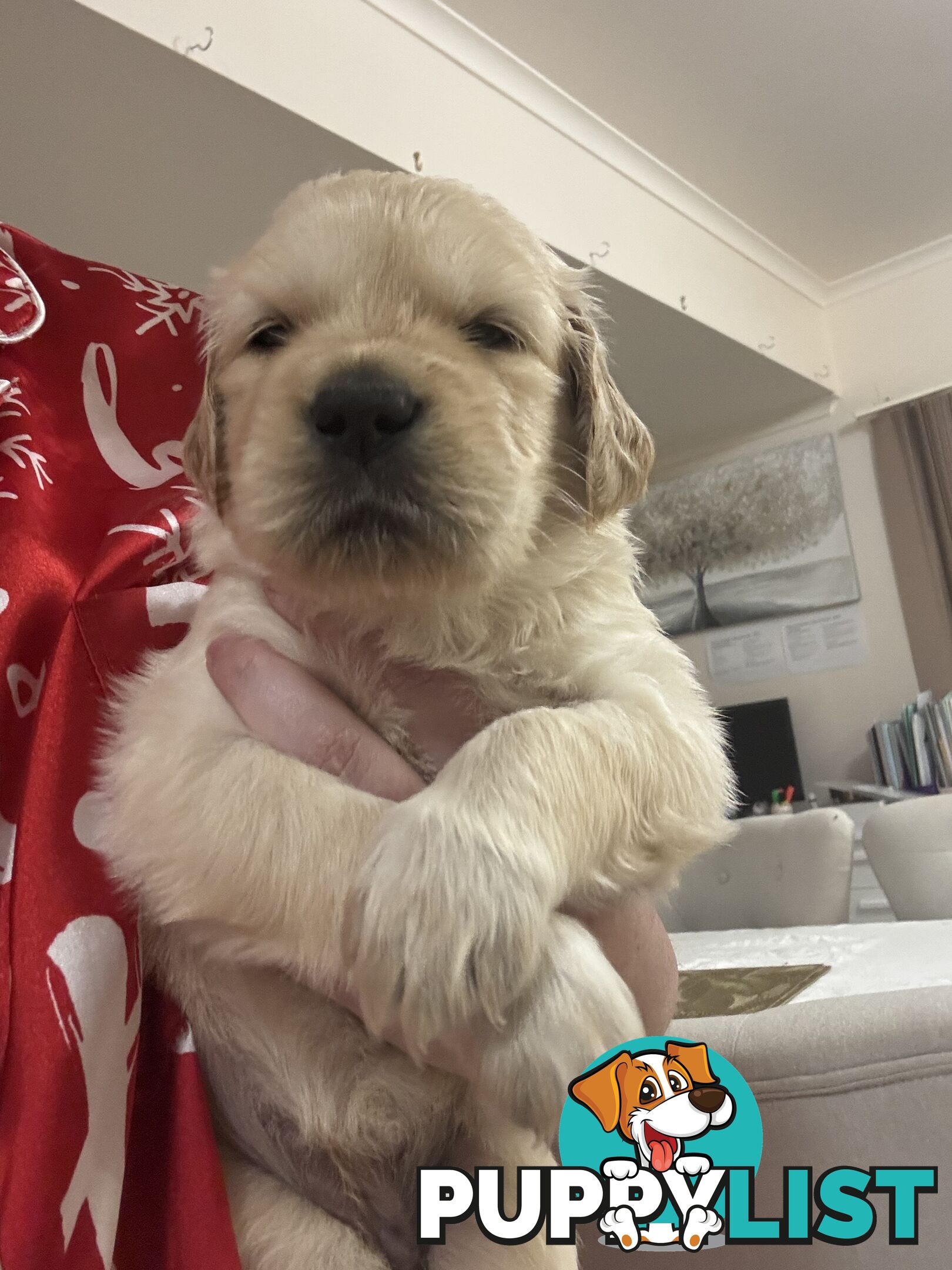 Golden retriever x Labrador puppies for sale