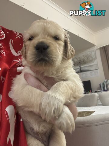 Golden retriever x Labrador puppies for sale