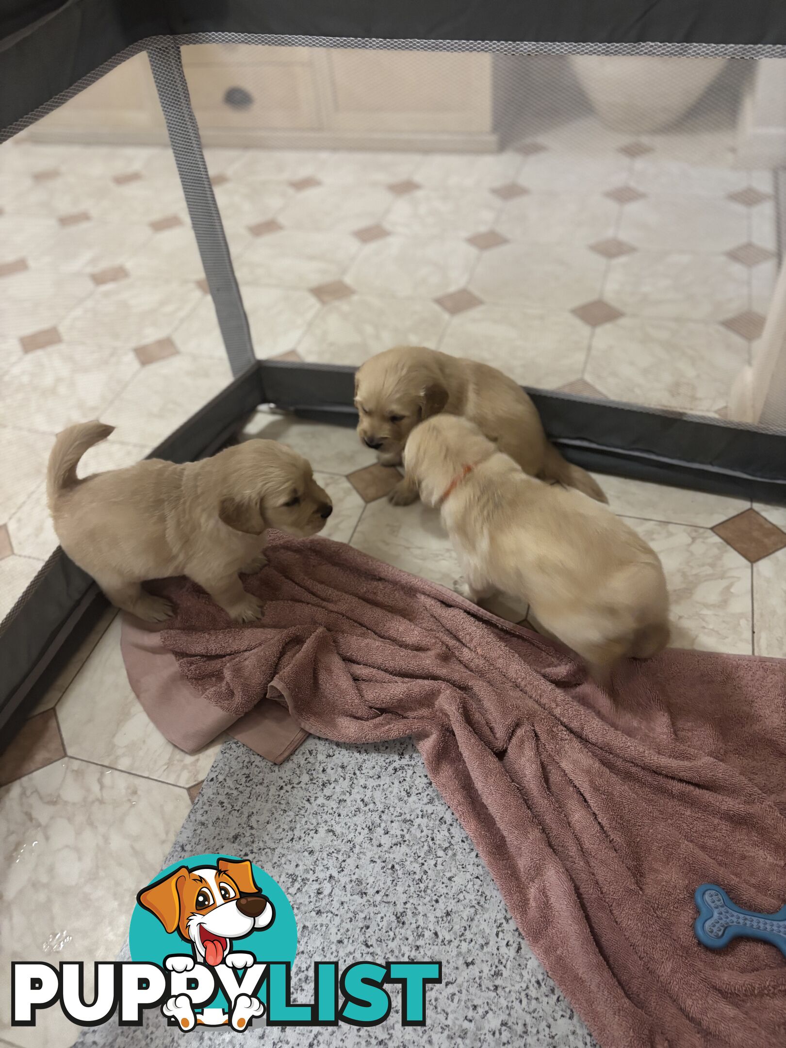 Golden retriever x Labrador puppies for sale