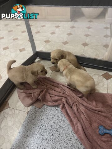Golden retriever x Labrador puppies for sale