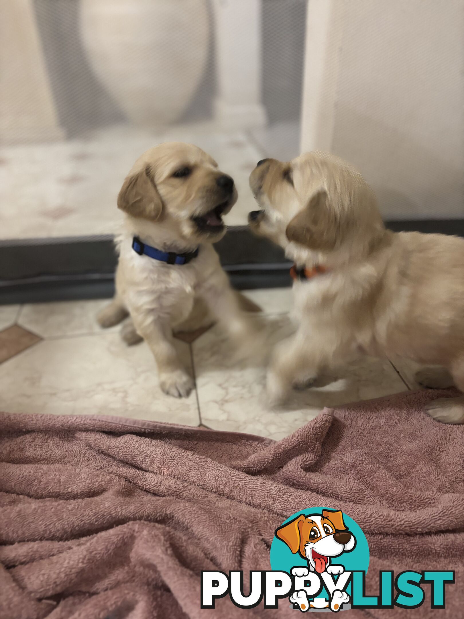 Golden retriever x Labrador puppies for sale