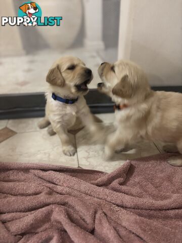 Golden retriever x Labrador puppies for sale