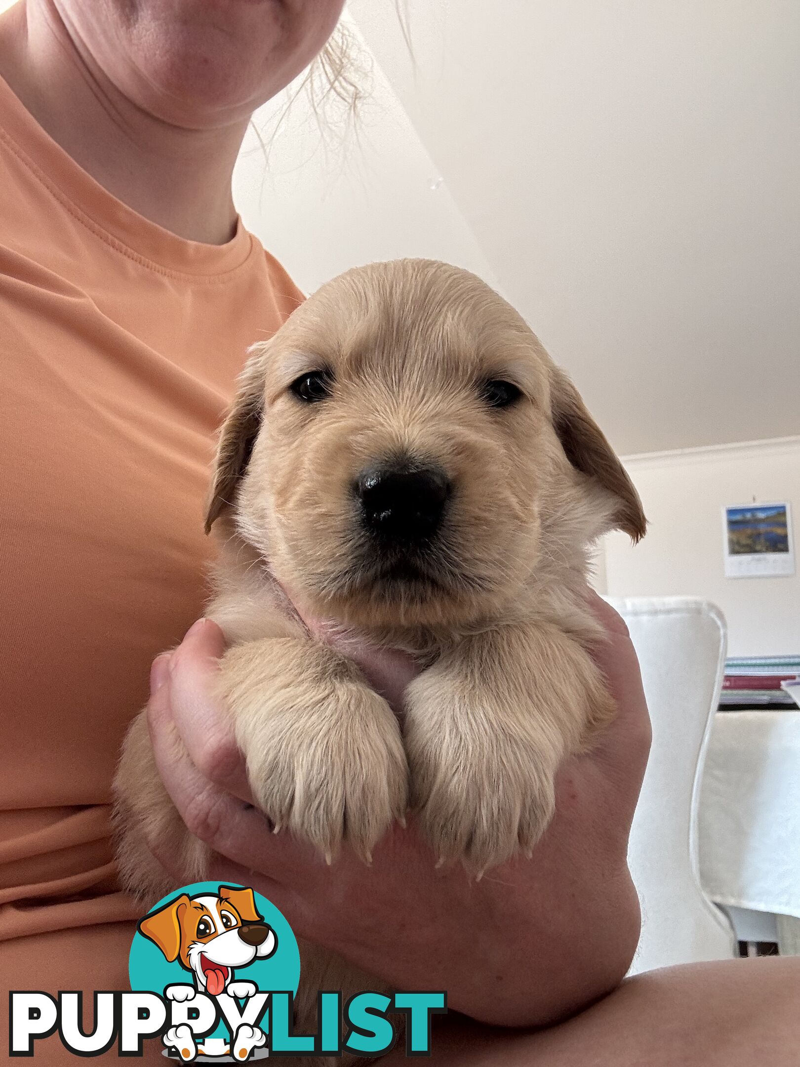 Golden retriever x Labrador puppies for sale