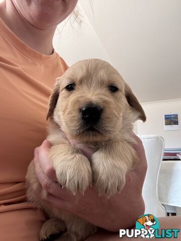 Golden retriever x Labrador puppies for sale
