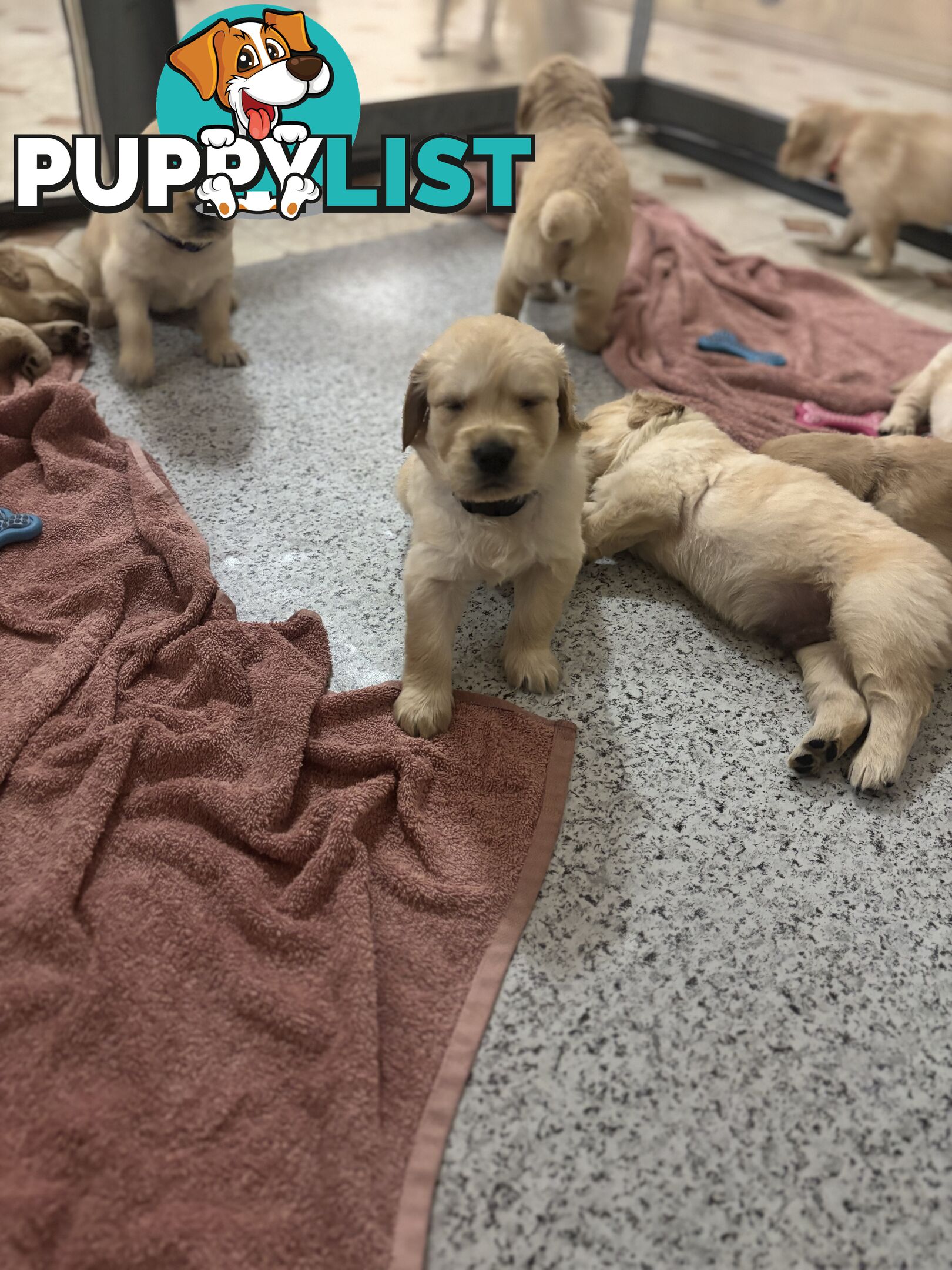 Golden retriever x Labrador puppies for sale