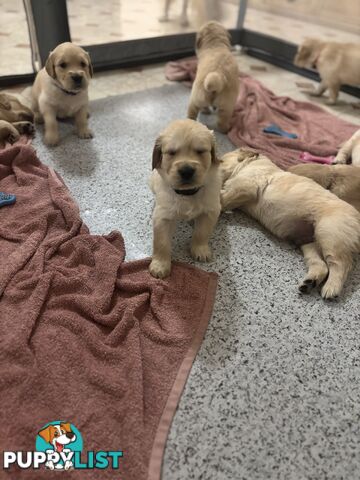 Golden retriever x Labrador puppies for sale