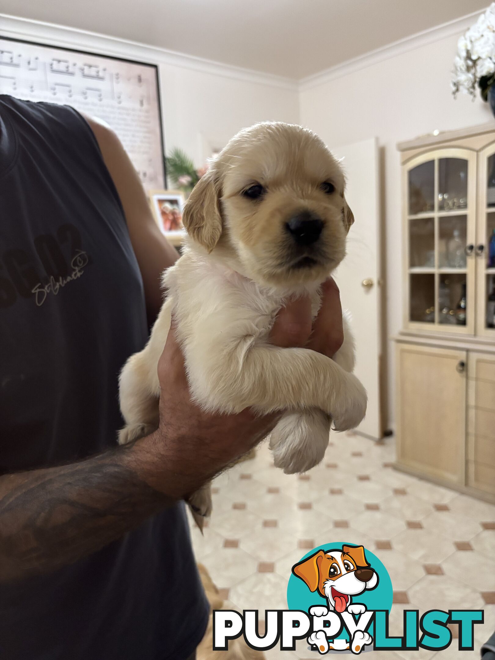 Golden retriever x Labrador puppies for sale