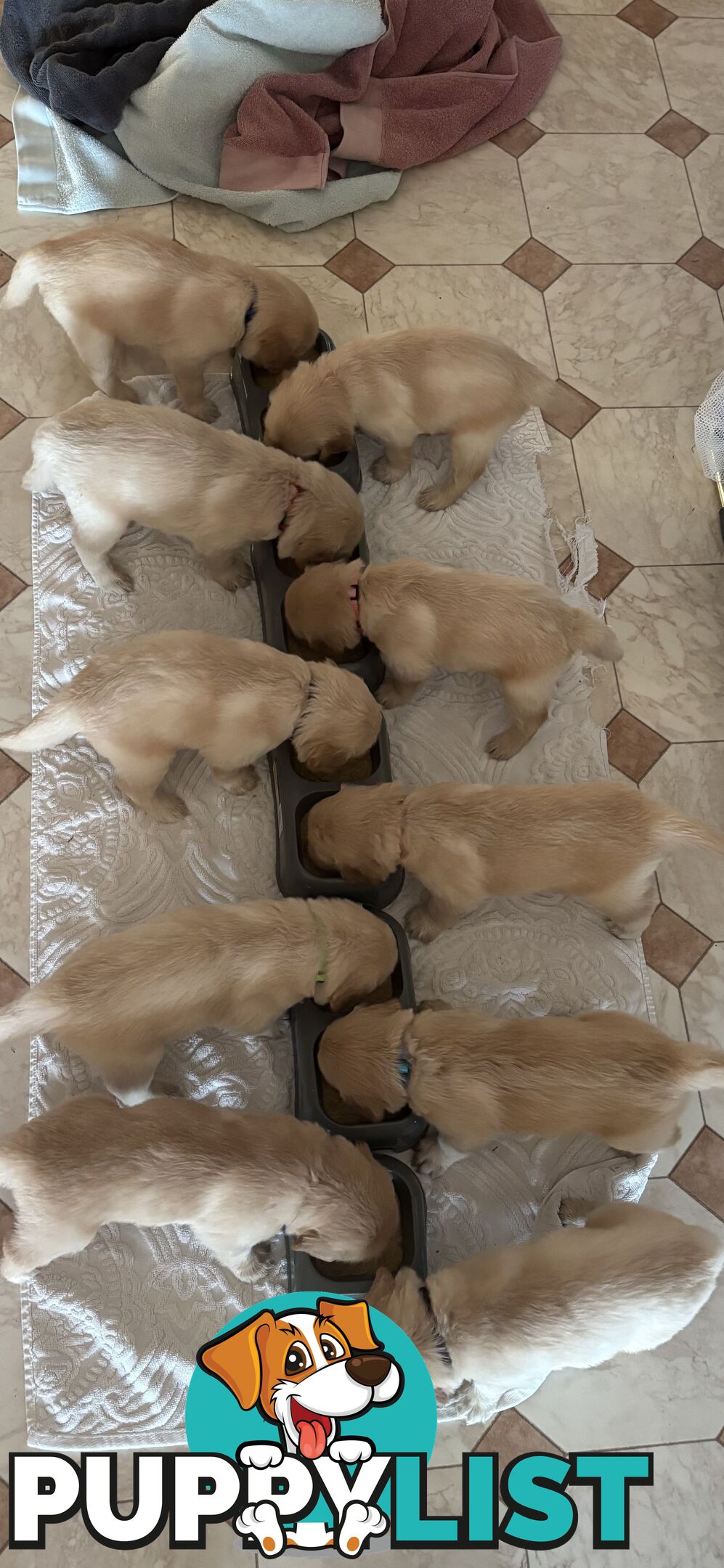 Golden retriever x Labrador puppies for sale