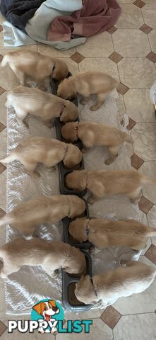Golden retriever x Labrador puppies for sale