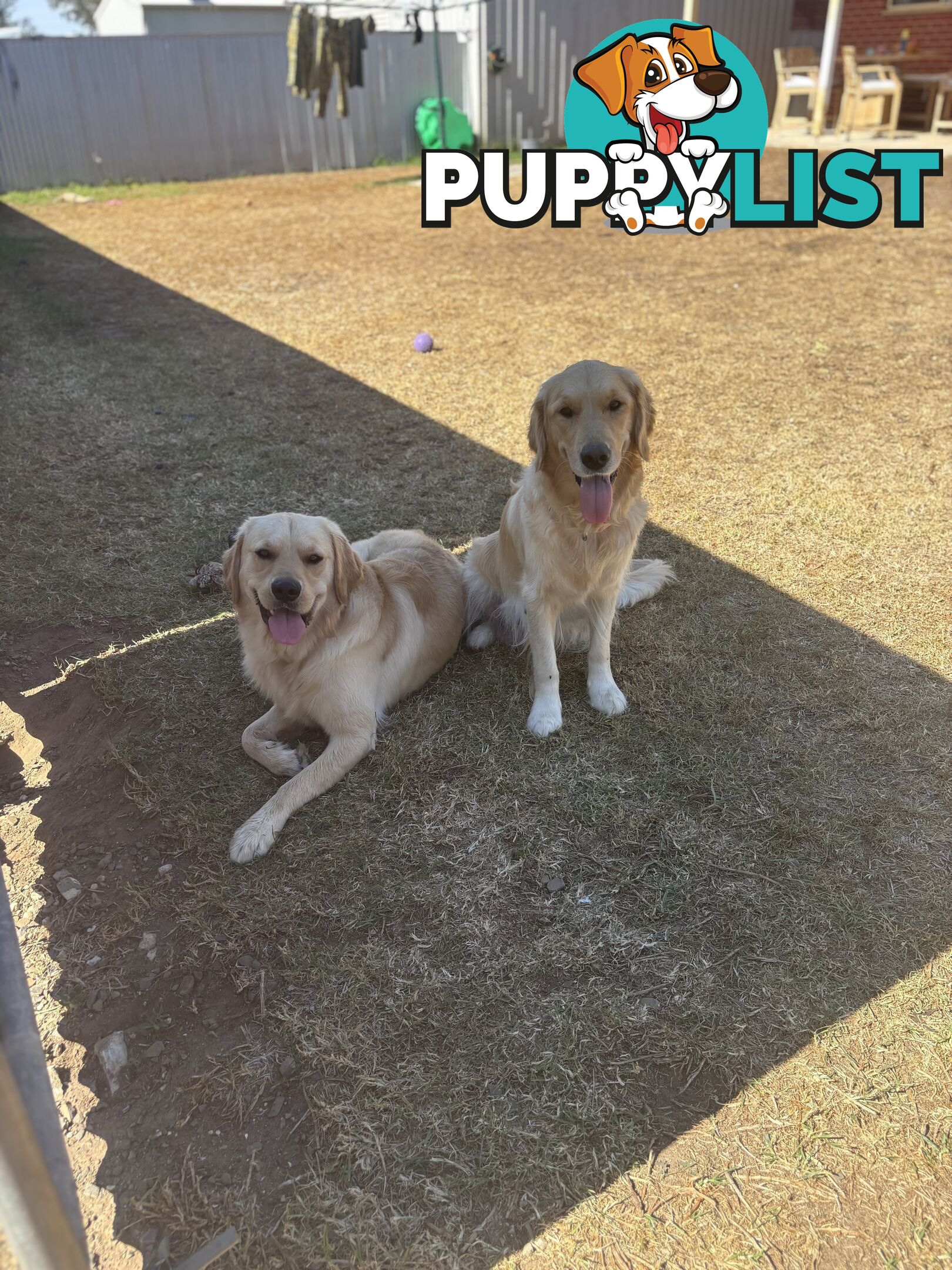 Golden retriever x Labrador puppies for sale