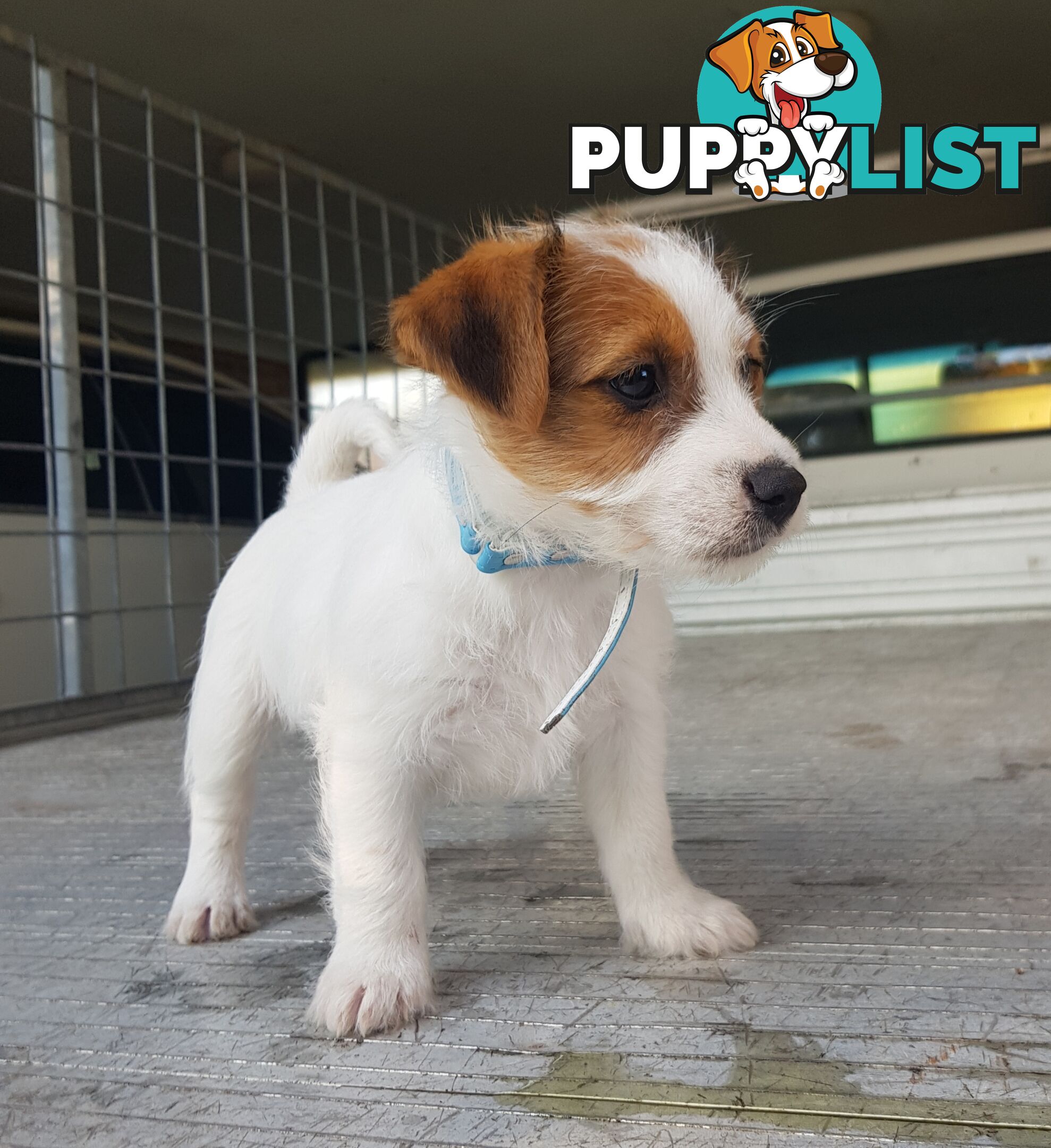Rough Coat Jack Russel Pups.