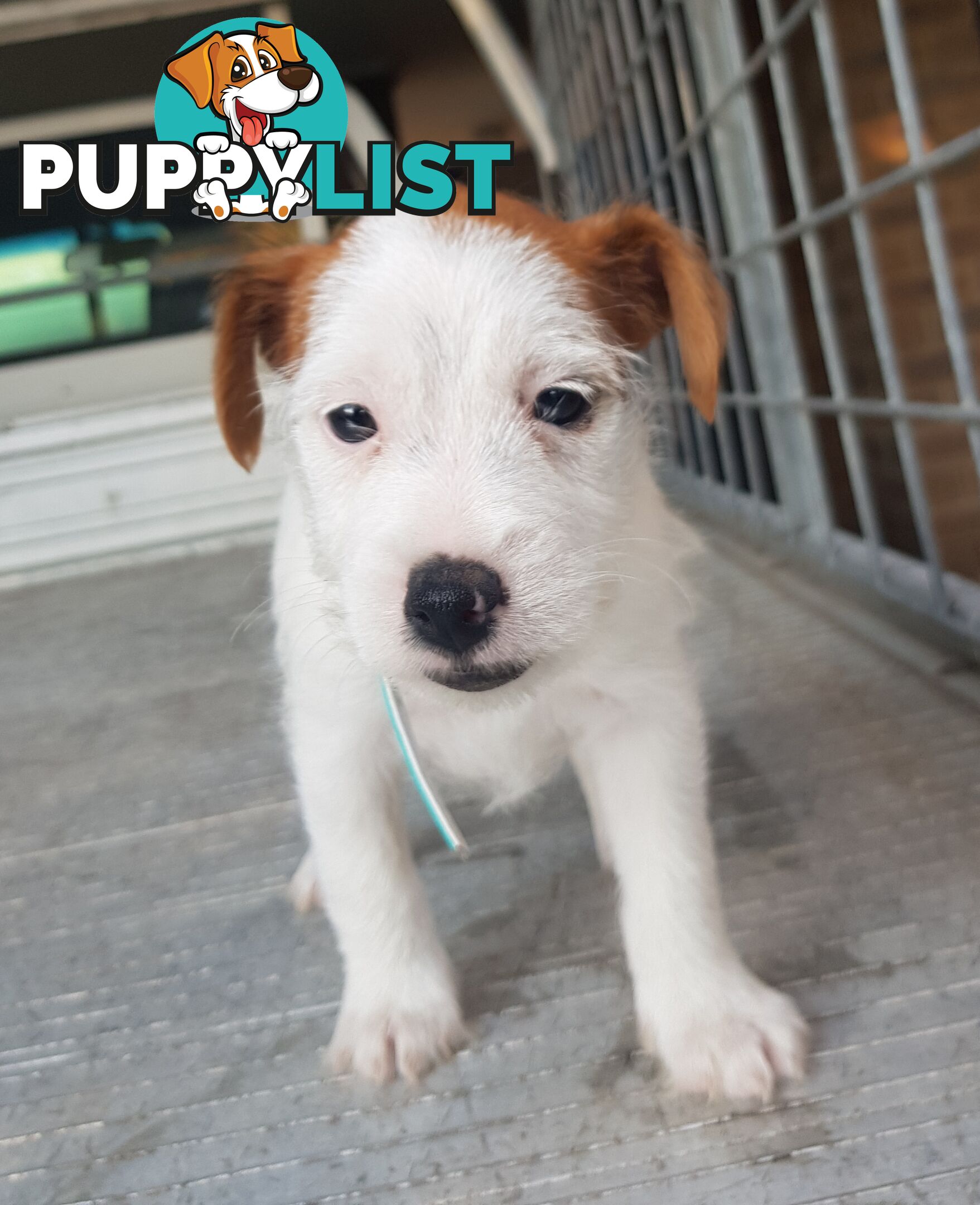 Rough Coat Jack Russel Pups.
