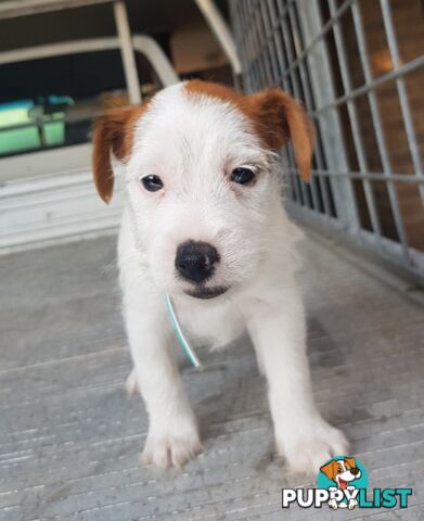Rough Coat Jack Russel Pups.