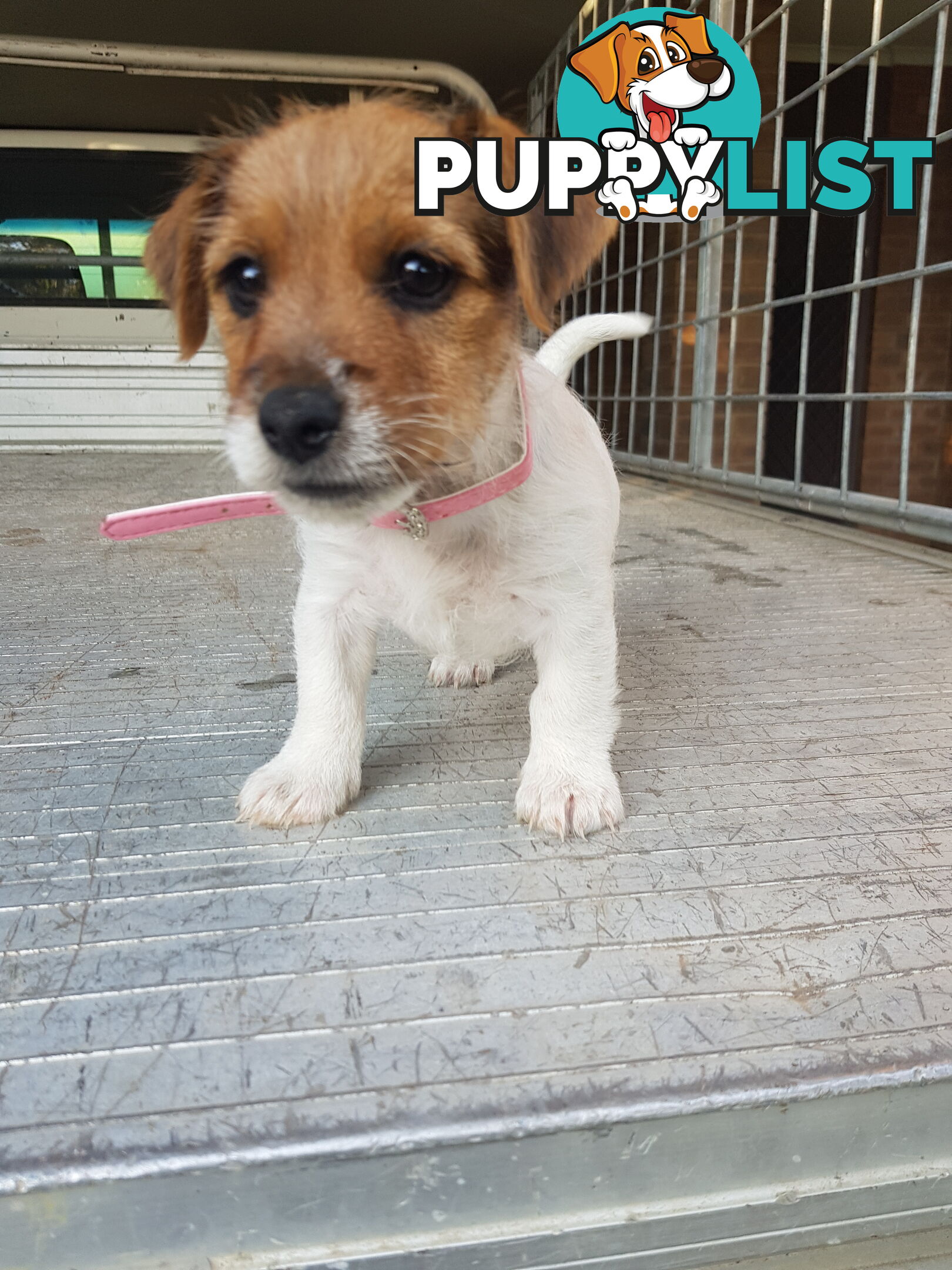 Rough Coat Jack Russel Pups.