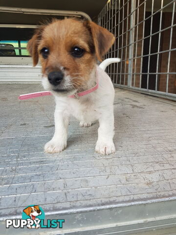 Rough Coat Jack Russel Pups.