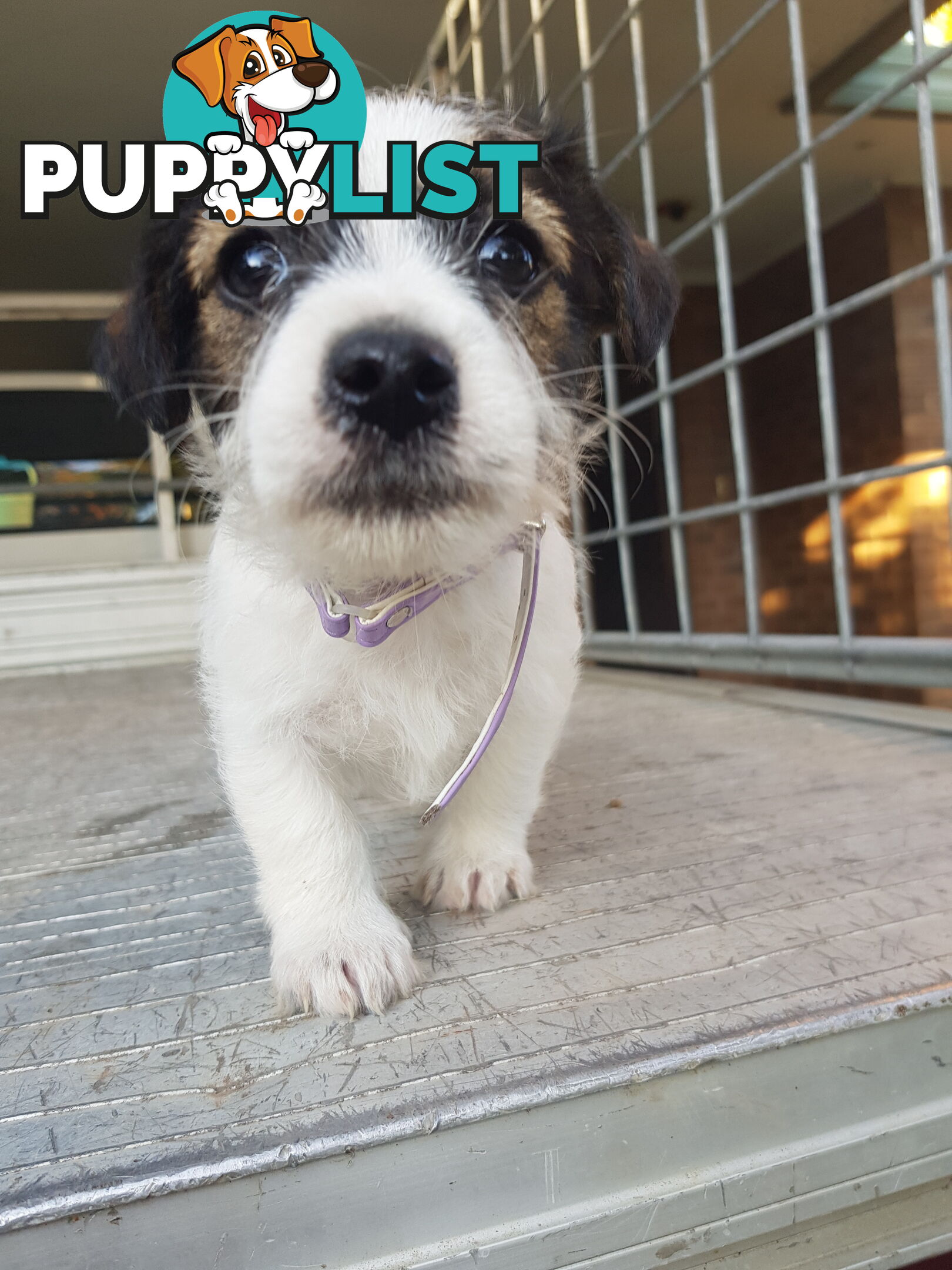 Rough Coat Jack Russel Pups.