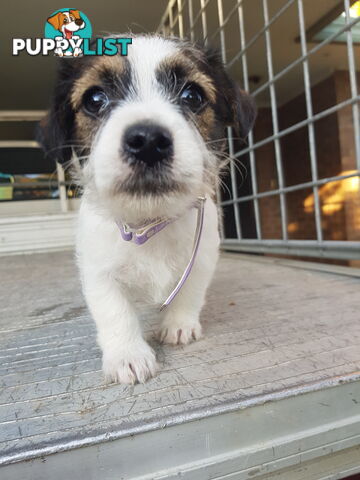 Rough Coat Jack Russel Pups.