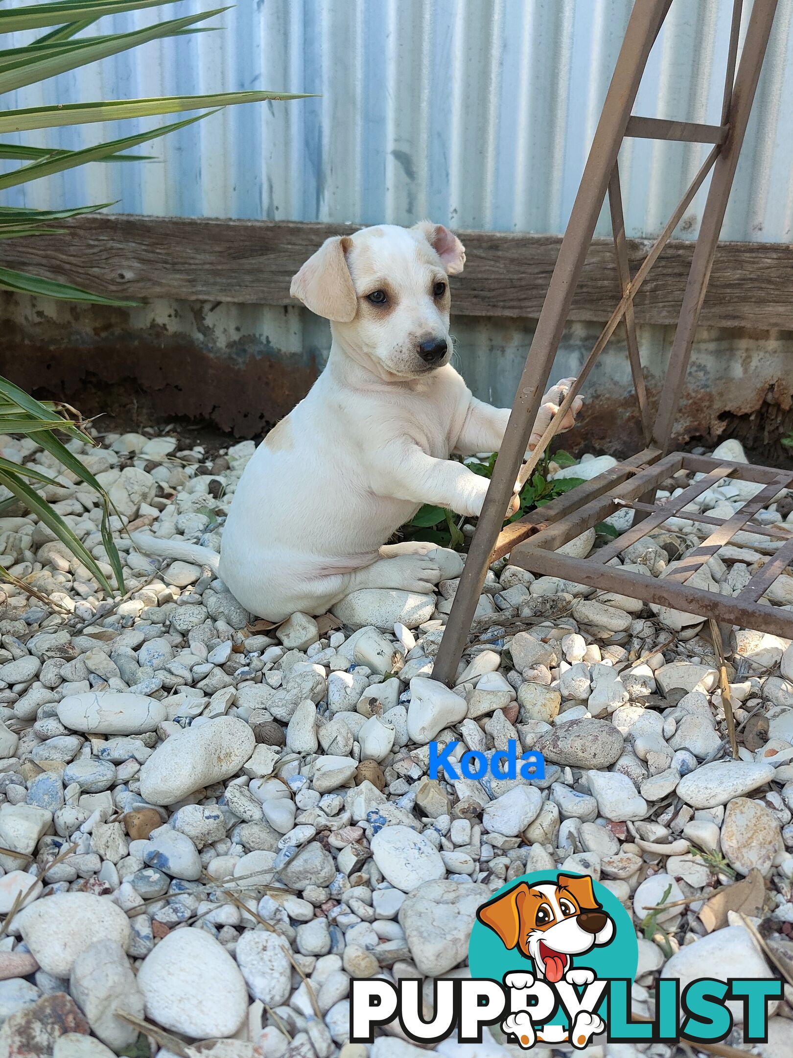 Jack Russell Terrier Pups