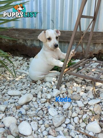 Jack Russell Terrier Pups