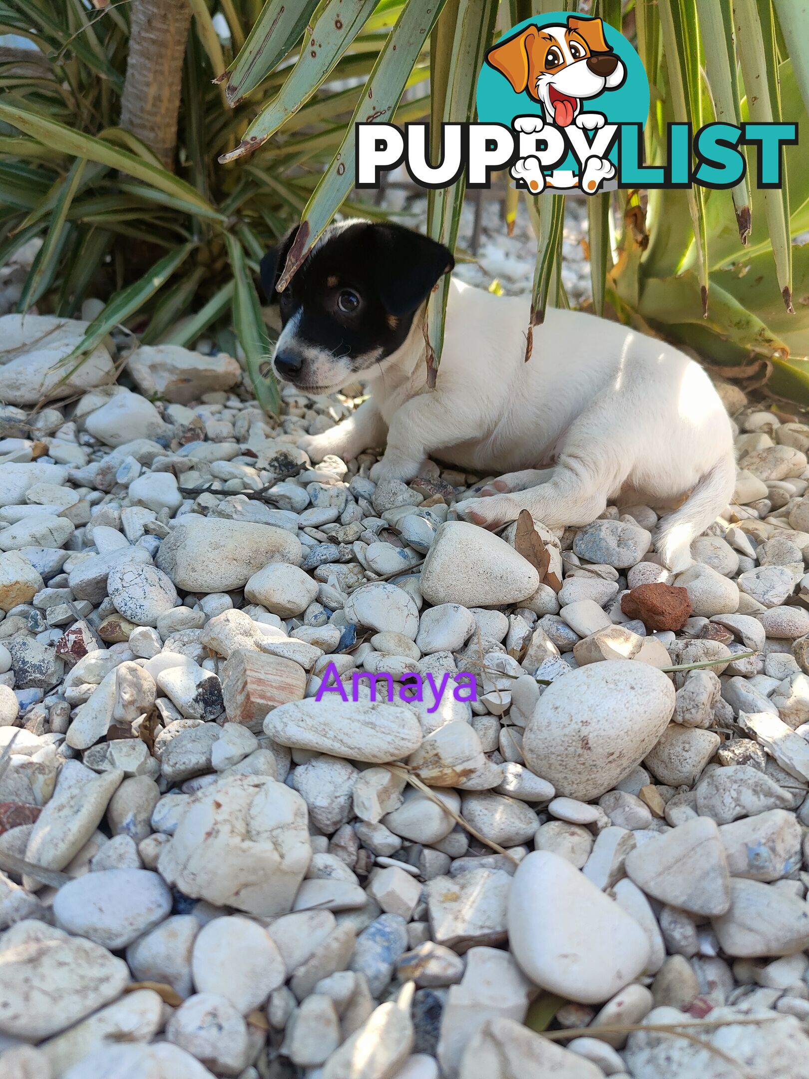 Jack Russell Terrier Pups