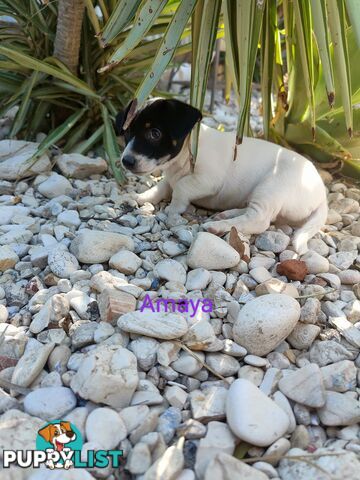 Jack Russell Terrier Pups