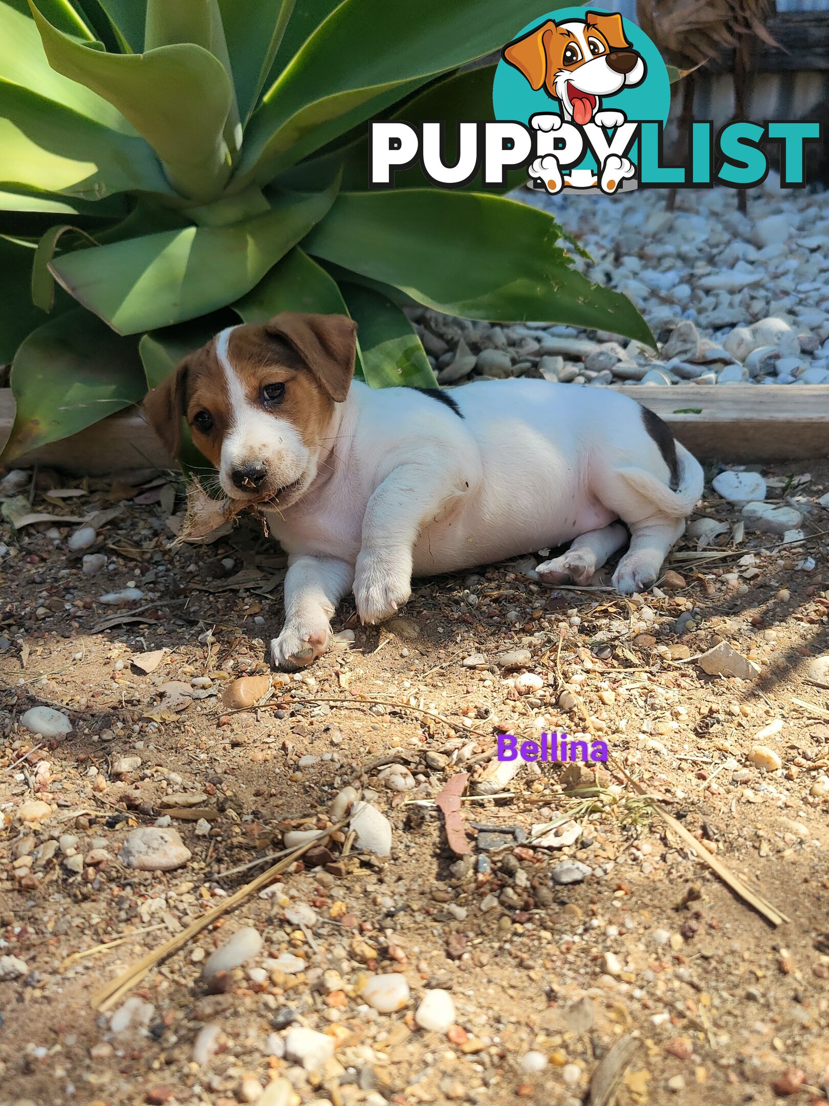 Jack Russell Terrier Pups