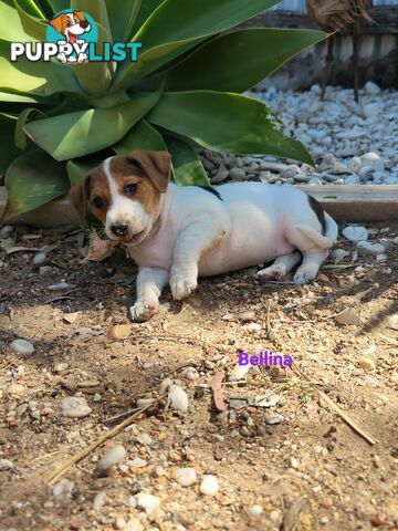 Jack Russell Terrier Pups