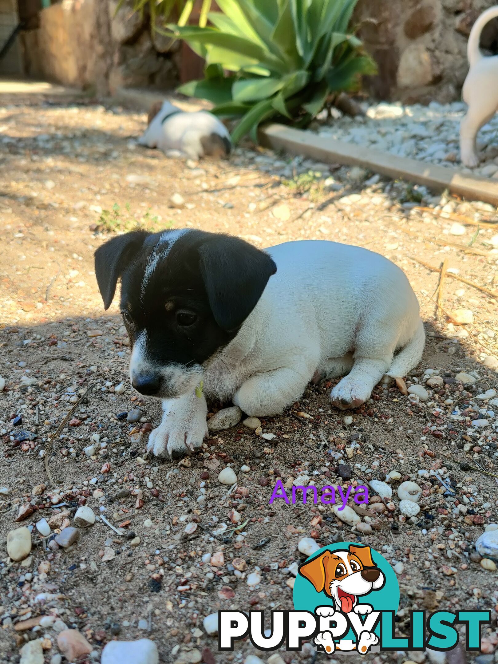 Jack Russell Terrier Pups