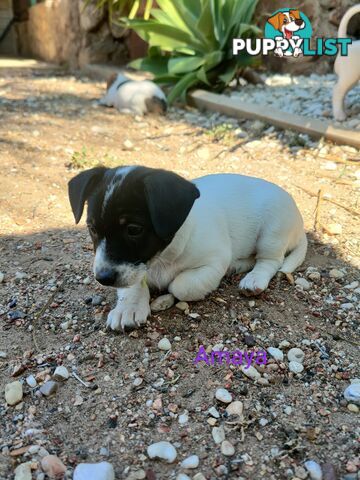 Jack Russell Terrier Pups