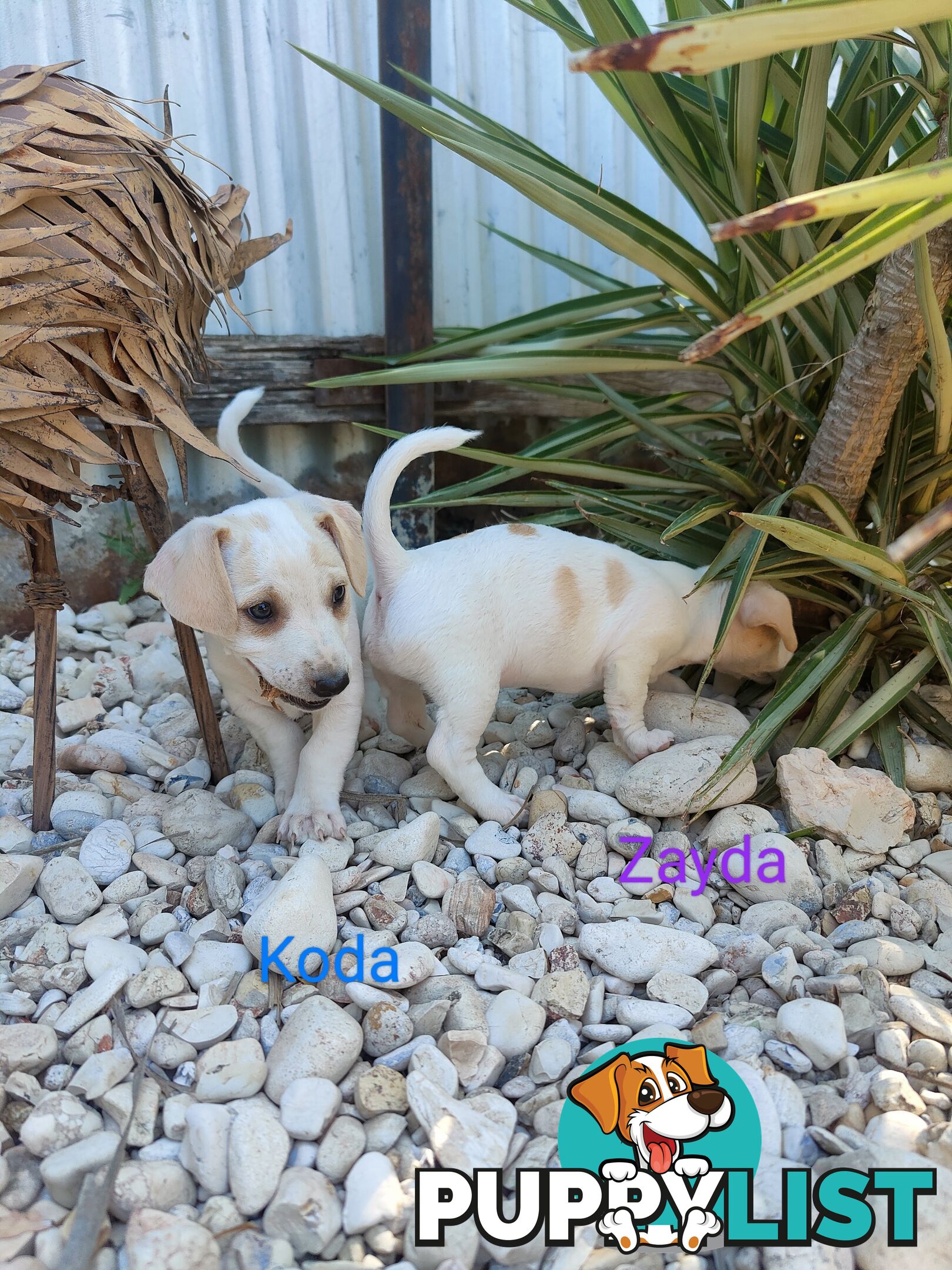 Jack Russell Terrier Pups