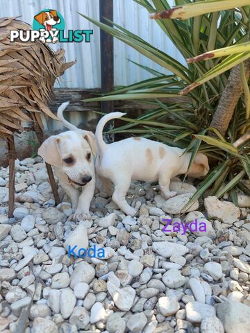 Jack Russell Terrier Pups