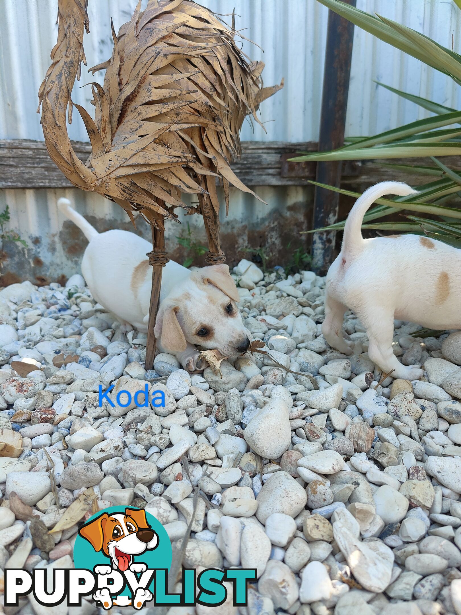 Jack Russell Terrier Pups