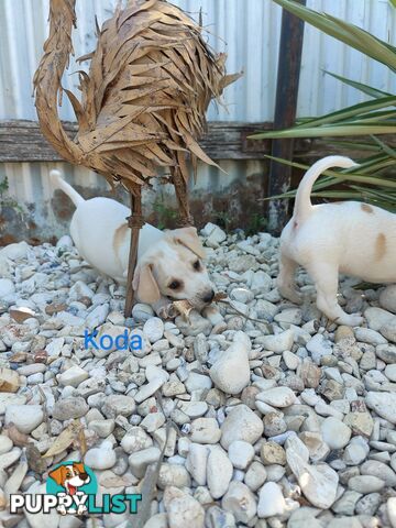 Jack Russell Terrier Pups