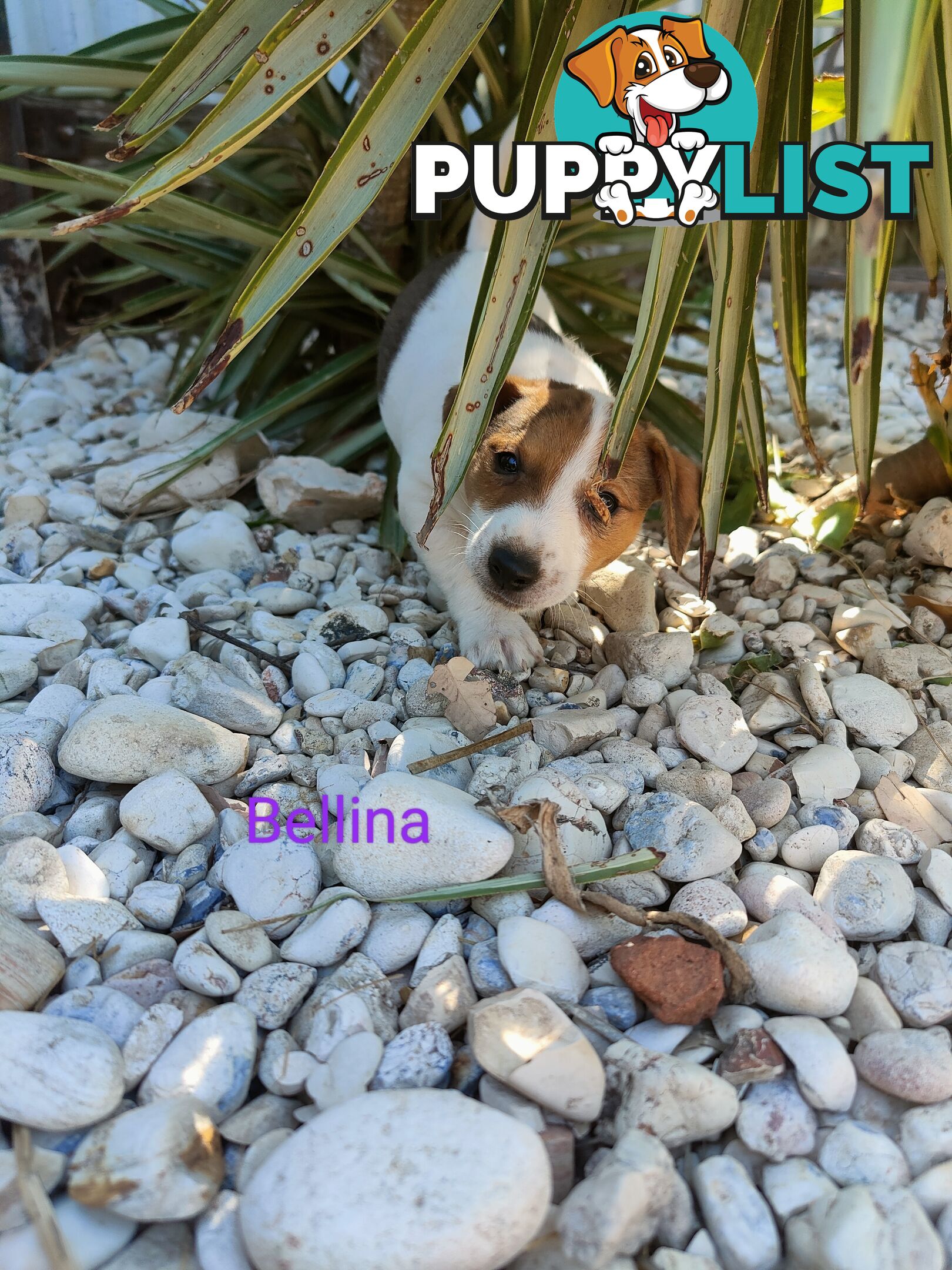 Jack Russell Terrier Pups