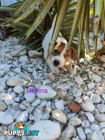 Jack Russell Terrier Pups