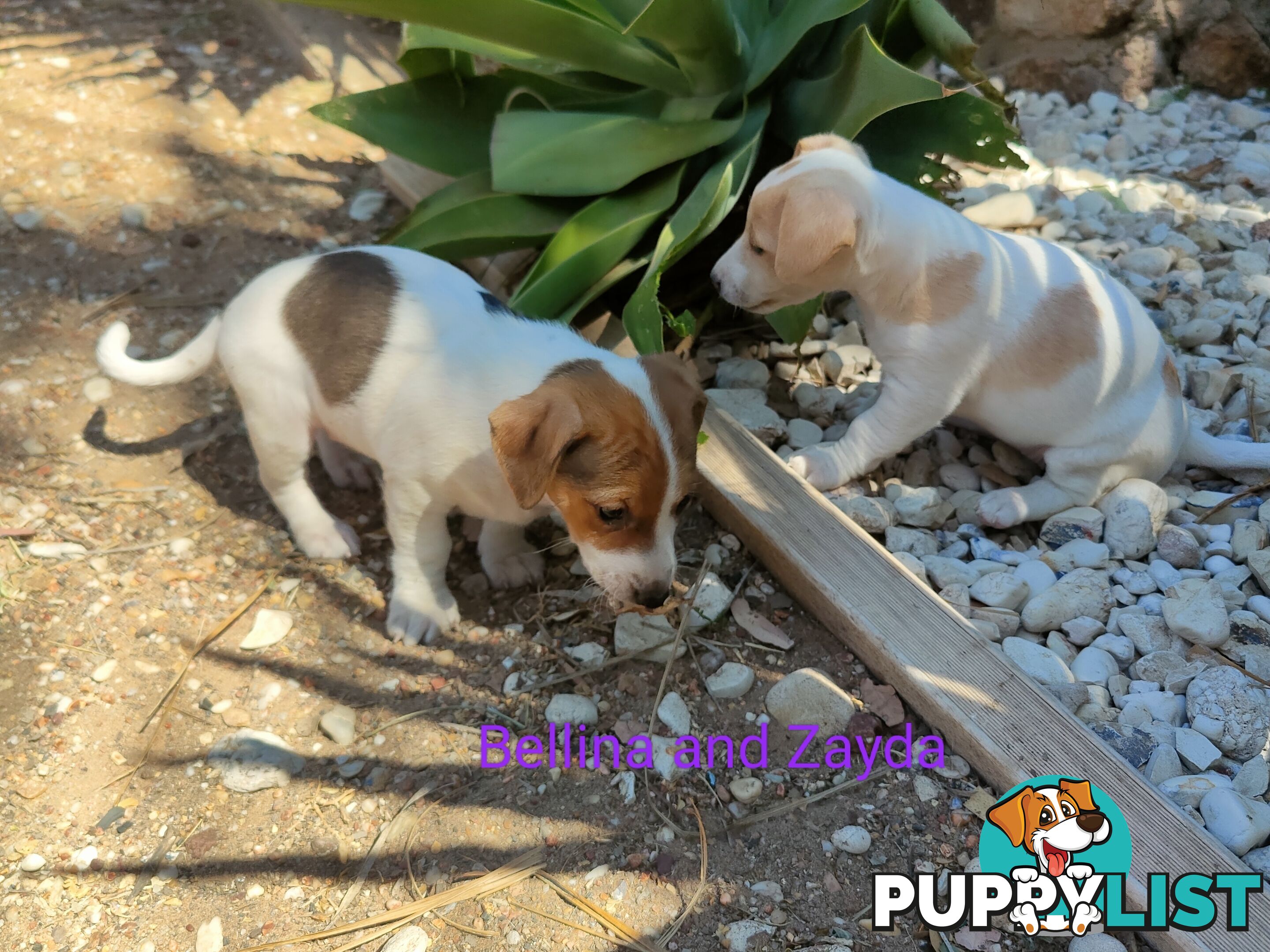 Jack Russell Terrier Pups