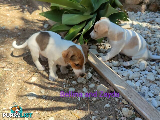 Jack Russell Terrier Pups