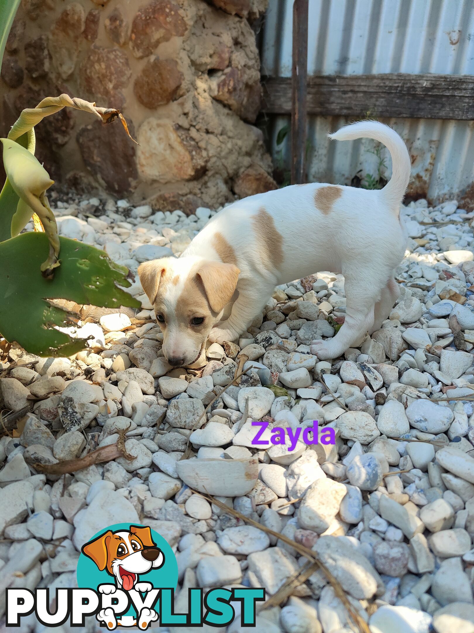 Jack Russell Terrier Pups