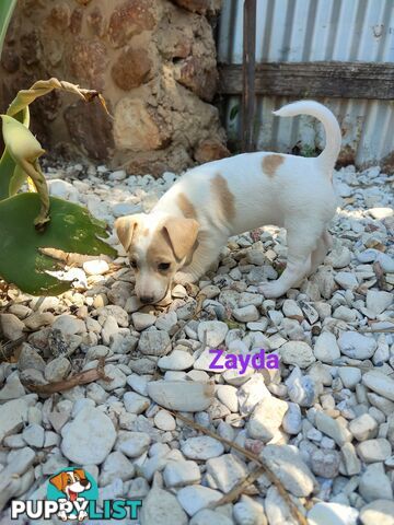 Jack Russell Terrier Pups